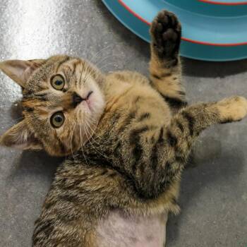 Domestic Short Hair Cats Available for Adoption - **Cat Cafe** Catalina | PetCurious