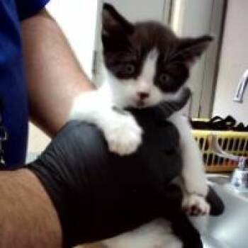 A1047638 Sweet Pea -  Domestic Short Hair Cat for Adoption in Pleasant Hill, California - A1047638 Sweet Pea | PetCurious
