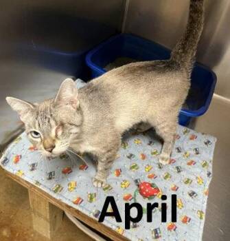 Siamese and Tabby Cats Available for Adoption in Mountain View, Arkansas - April | PetCurious