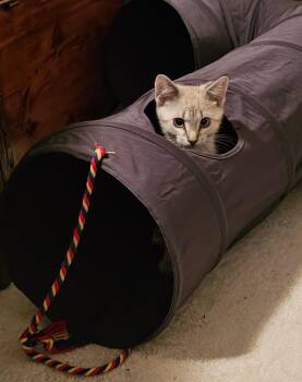 Eastwood -  Siamese and Domestic Short Hair Cat for Adoption in Hoyleton, Illinois - Eastwood | PetCurious