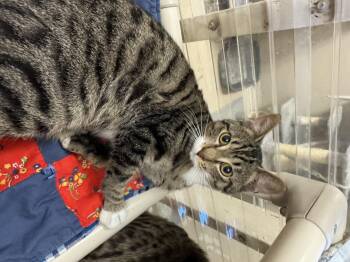 Rescue Domestic Short Hair Cats for Adoption in Logan, Ohio - Razzle | PetCurious