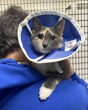 Junebug -  Domestic Short Hair Cat Available for Adoption in Alexandria, Virginia - Junebug | PetCurious