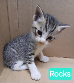 Rocks -  Domestic Short Hair Cat for Adoption in Mena, Arkansas - Rocks | PetCurious