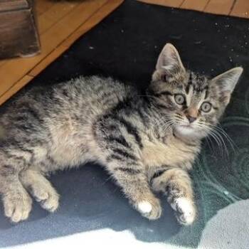 Rescue Domestic Short Hair Cats for Adoption in Hudsonville, Michigan - Polychrome | PetCurious