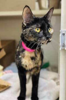 Domestic Short Hair Cats Available for Adoption - DOTTIE | PetCurious