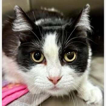 Domestic Medium Hair Cats Available for Adoption in Granby, Missouri - Tohru | PetCurious