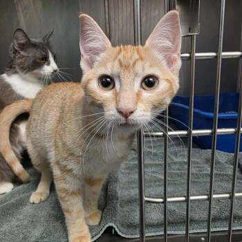 Domestic Short Hair Cats Available for Adoption - Letty | PetCurious