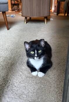Buster Blueth -  Tuxedo Cat for Adoption in Columbia, South Carolina - Buster Blueth | PetCurious