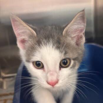 Domestic Short Hair Cats Available for Adoption in Philadelphia, Pennsylvania - Nacho Fry | PetCurious