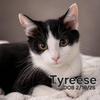 Tuxedo and Domestic Short Hair Cats Available for Adoption in Quincy, Ohio - Tyreese | PetCurious