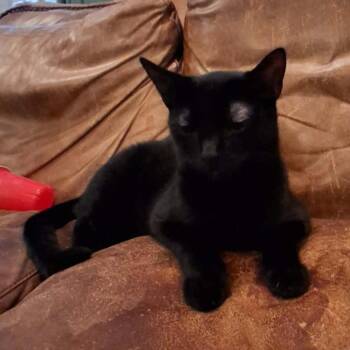 Biscotti -  Domestic Short Hair Cat for Adoption in Nampa, Idaho - Biscotti | PetCurious