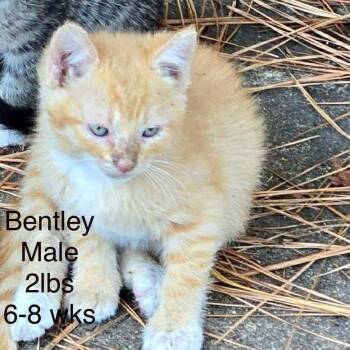 Rescue Domestic Short Hair Cats for Adoption in Austin, Texas - HEB Cheesy Noodles | PetCurious