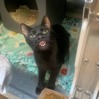 Domestic Short Hair Cats Available for Adoption in Baltimore, Maryland - Tootsie | PetCurious