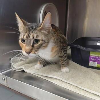 BIRDIE -  Domestic Short Hair Cat for Adoption - BIRDIE | PetCurious