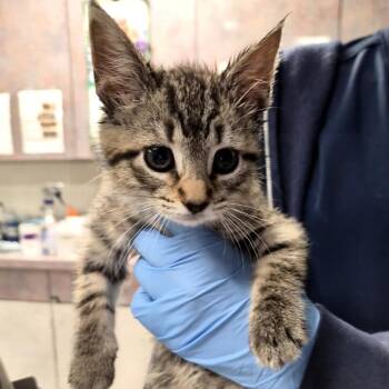 Sofrito -  Domestic Short Hair Cat Available for Adoption in New York, New York - Sofrito | PetCurious