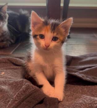 Athena -  American Wirehair Cat for Adoption in Shawnee, Oklahoma - Athena | PetCurious
