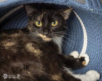 Amber -  Domestic Short Hair Cat for Adoption in Maryville, Tennessee - Amber | PetCurious