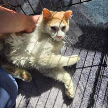 Domestic Medium Hair Cats Available for Adoption in Reisterstown, Maryland - McDreamy | PetCurious