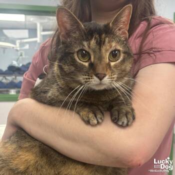 Domestic Short Hair Cats Available for Adoption - Phish | PetCurious