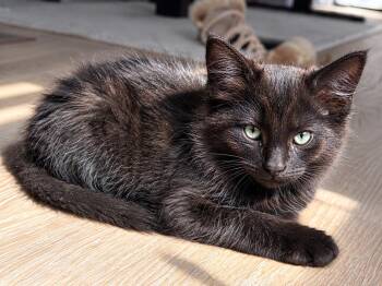 Oscar -  Domestic Long Hair Cat for Adoption in Victor, New York - Oscar | PetCurious