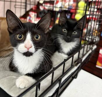 Paula and Petra -  Domestic Short Hair Cat for Adoption in West Orange, New Jersey - Paula And Petra | PetCurious