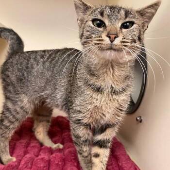 Domestic Short Hair Cats Available for Adoption in Dayton, Ohio - Cosita | PetCurious