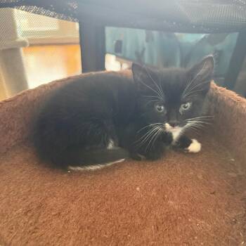 Domestic Short Hair Cats Available for Adoption in Silver Spring, Maryland - Thunder (Available 5/21) | PetCurious