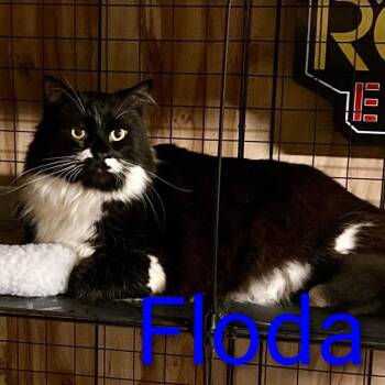Domestic Medium Hair Cats Available for Adoption in Grand Rapids, Minnesota - Floda | PetCurious