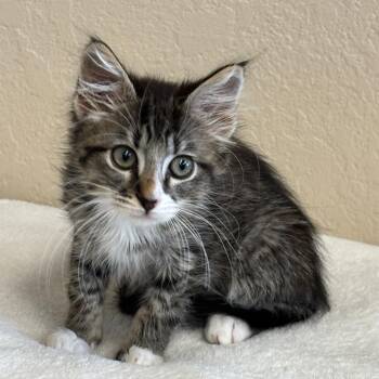 Mia -  Domestic Long Hair Cat for Adoption in Medford, Oregon - Mia | PetCurious