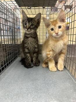 RIGATONI -  Domestic Medium Hair Cat for Adoption in Fort Myers, Florida - RIGATONI | PetCurious