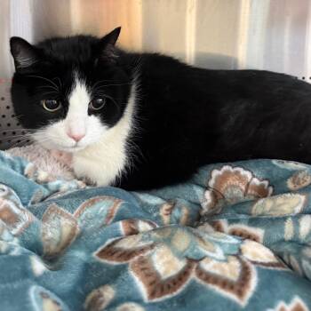 Zen -  Domestic Short Hair Cat for Adoption in Sarasota, Florida - Zen | PetCurious