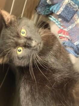 Domestic Short Hair Cats Available for Adoption in Memphis, Tennessee - Burt | PetCurious