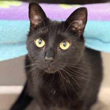 Domestic Short Hair Cats Available for Adoption - Dilly | PetCurious