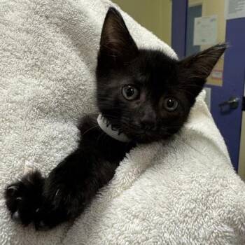 Middle River -  Domestic Short Hair Cat for Adoption in Richmond, Virginia - Middle River | PetCurious