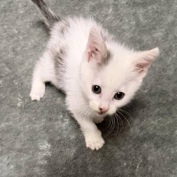 Button -  Domestic Short Hair Cat for Adoption in Greensboro, North Carolina - Button | PetCurious