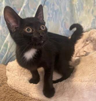 Rescue Domestic Short Hair Cats for Adoption in Bloomsburg, Pennsylvania - Martin | PetCurious