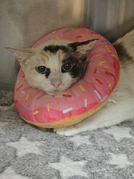 Candy Corn -  Domestic Short Hair Cat for Adoption in Kennewick, Washington - Candy Corn | PetCurious