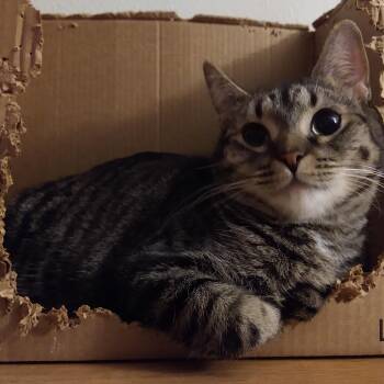 Rescue Domestic Short Hair Cats for Adoption in Fort Worth, Texas - Greta Taryn Blackfoot | PetCurious