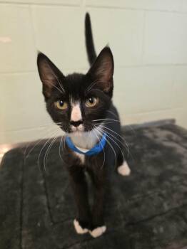 Romney -  Domestic Short Hair Cat for Adoption in Umatilla, Florida - Romney | PetCurious