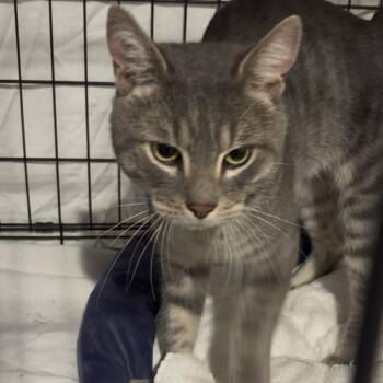 0926-220 Forest -  Domestic Short Hair Cat for Adoption in Abingdon, Maryland - 0926-220 Forest | PetCurious