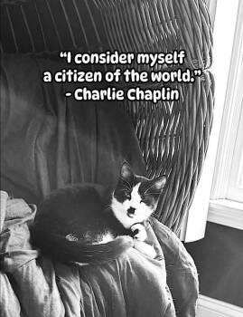 Charlie Chaplin -  Domestic Short Hair Cat for Adoption - Charlie Chaplin | PetCurious