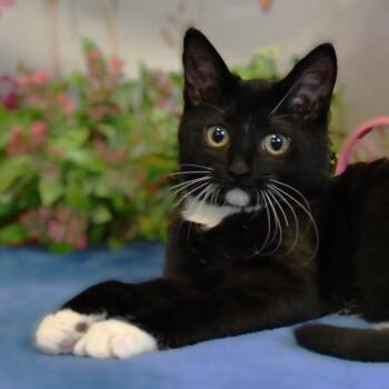 Rachel -  Domestic Short Hair Cat for Adoption in Roanoke, Texas - Rachel | PetCurious
