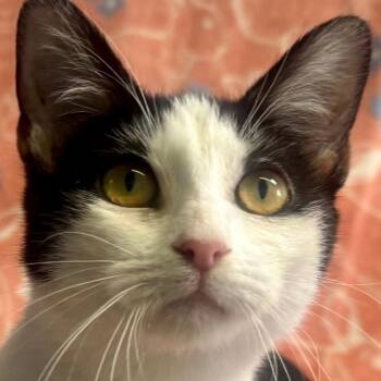 Rescue Domestic Short Hair Cats for Adoption in Los Angeles, California - Mint | PetCurious