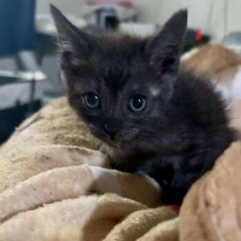 Kaan -  Domestic Medium Hair Cat for Adoption in Wildomar, California - Kaan | PetCurious