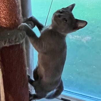 Violet -  Domestic Short Hair Cat for Adoption in Normal, Illinois - Violet | PetCurious