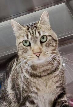 Tune -  Domestic Short Hair Cat for Adoption in Fort Worth, Texas - Tune | PetCurious
