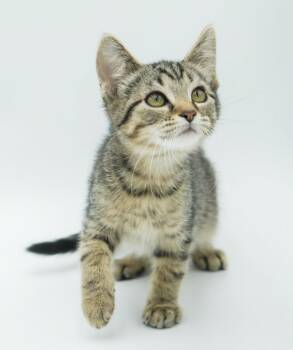 Rescue Bengal and Tabby Cats for Adoption in Bedford Hills, New York - Harry Is Our Polka Dotted Cute Patootie!  TINY TOT! | PetCurious