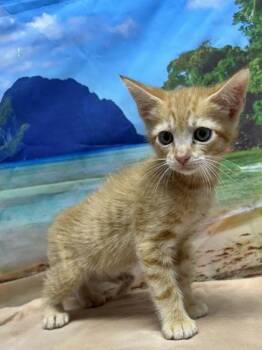 Ben -  Domestic Short Hair Cat for Adoption in San Antonio, Texas - Ben | PetCurious