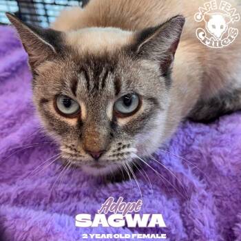 Sagwa -  Siamese Cat for Adoption in Wilmington, North Carolina - Sagwa | PetCurious