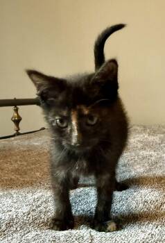 Tortoiseshell Cats Available for Adoption - Kumquat * | PetCurious